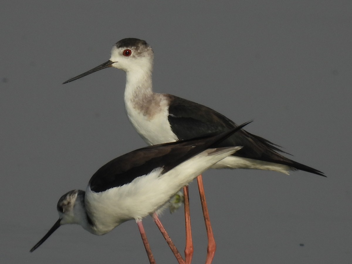 Black-winged Stilt - ML525104551