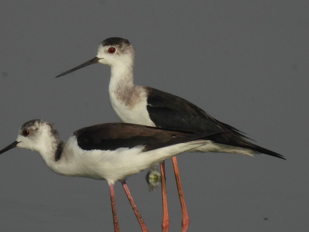 Black-winged Stilt - ML525104561