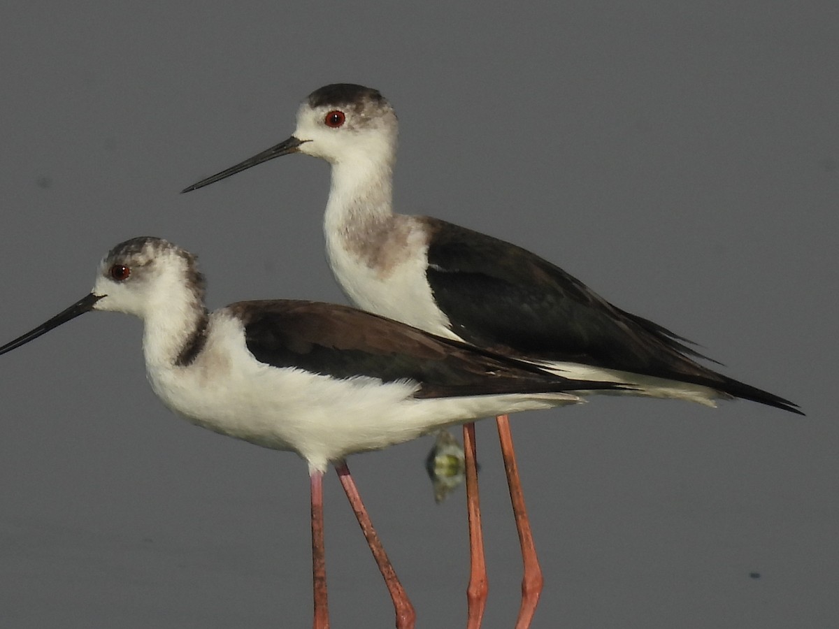 Black-winged Stilt - ML525104571