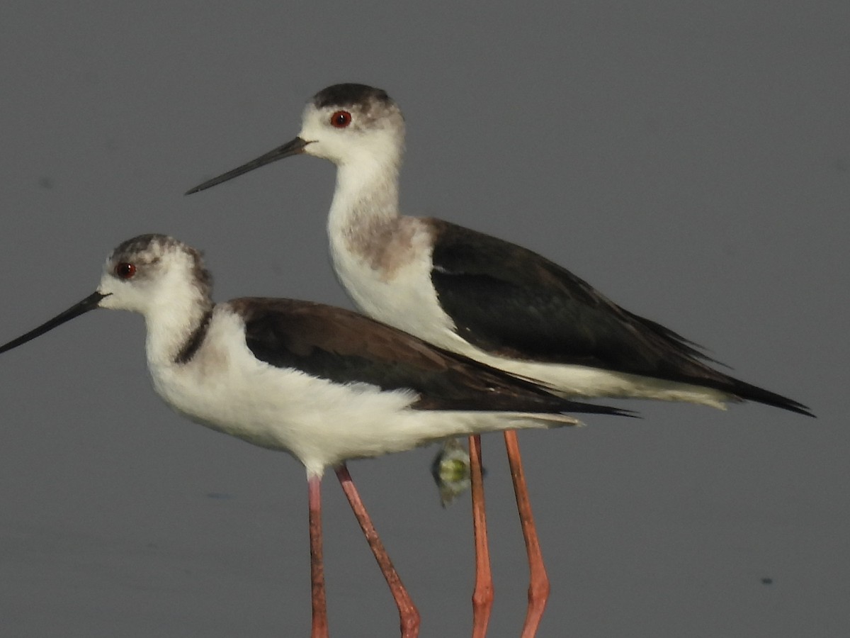 Black-winged Stilt - Ramesh Desai