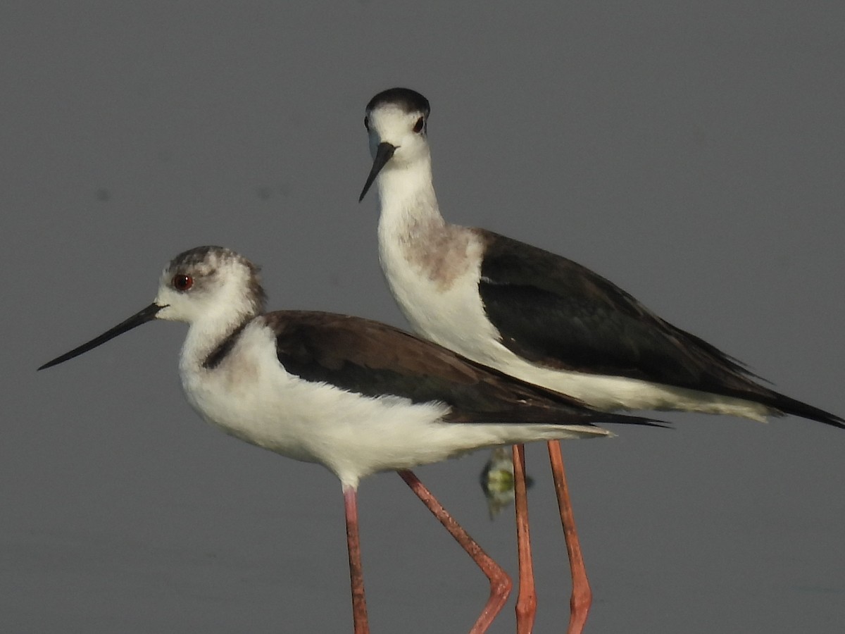 Black-winged Stilt - ML525104591