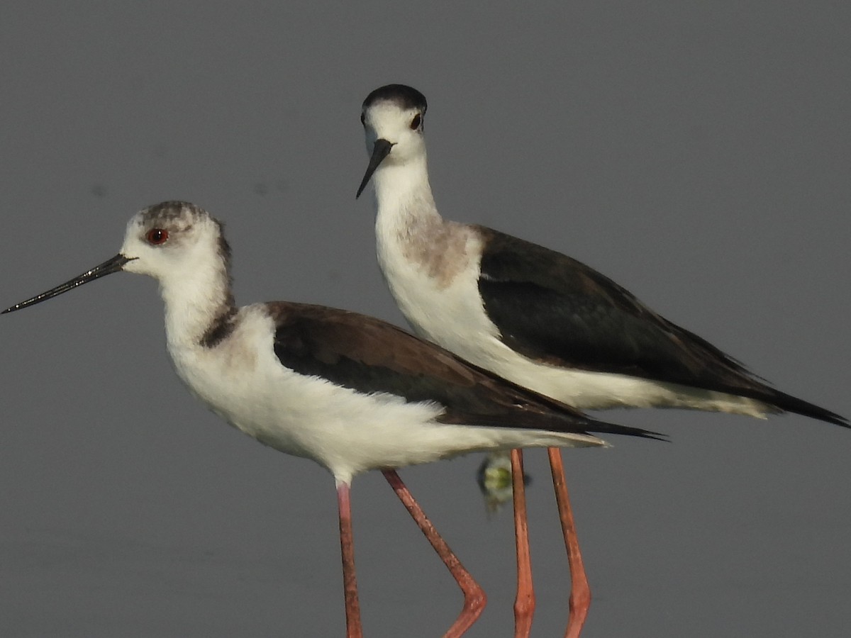 Black-winged Stilt - ML525104601