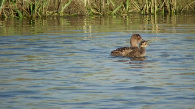 Lesser Scaup - ML525104911