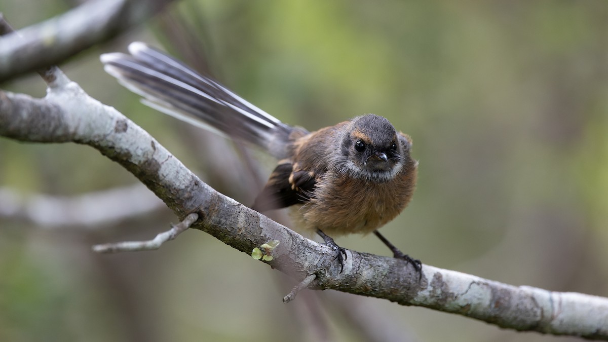 New Zealand Fantail - ML525104951