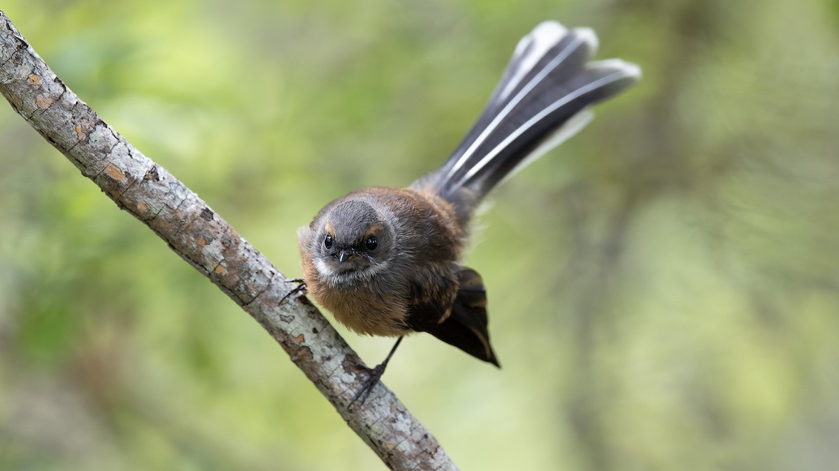 New Zealand Fantail - ML525104961