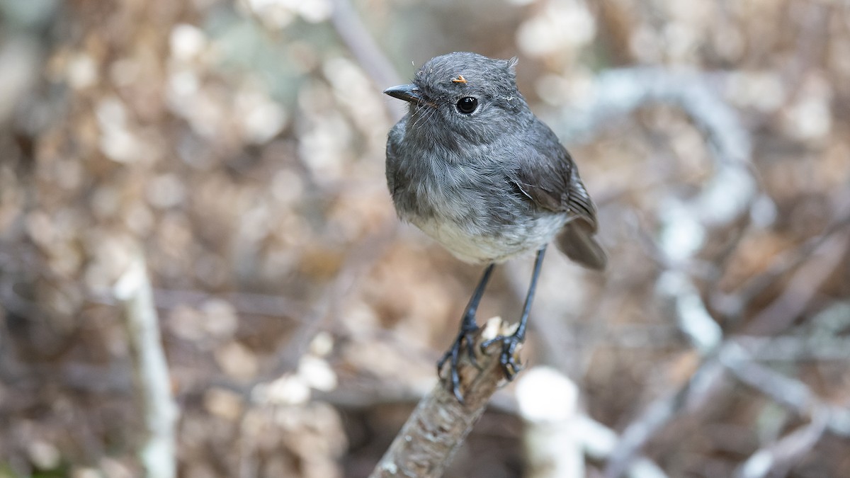 South Island Robin - ML525104981