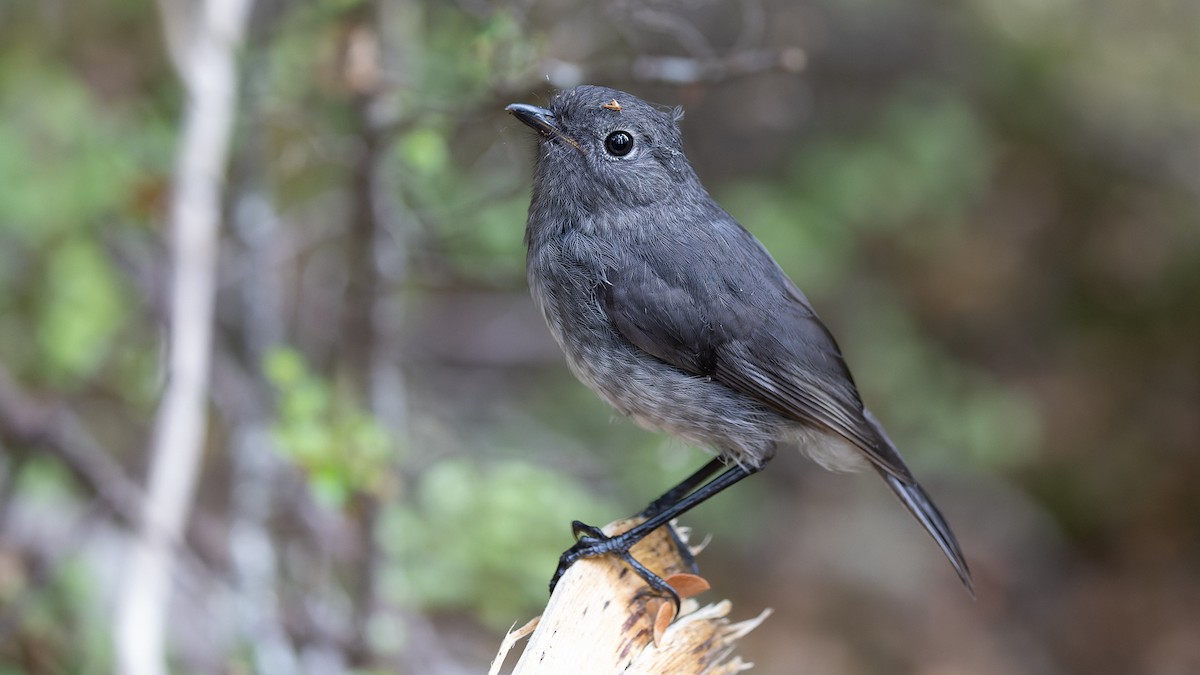 South Island Robin - ML525104991