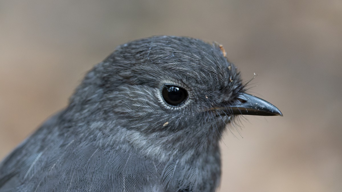 South Island Robin - ML525105001