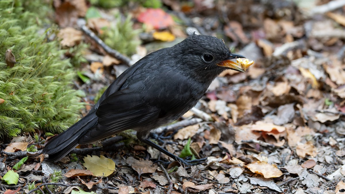 South Island Robin - ML525105011