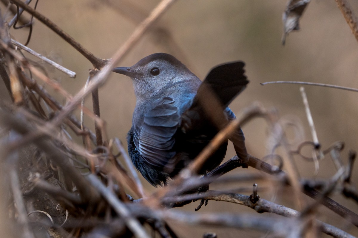 Gray Catbird - ML525106511
