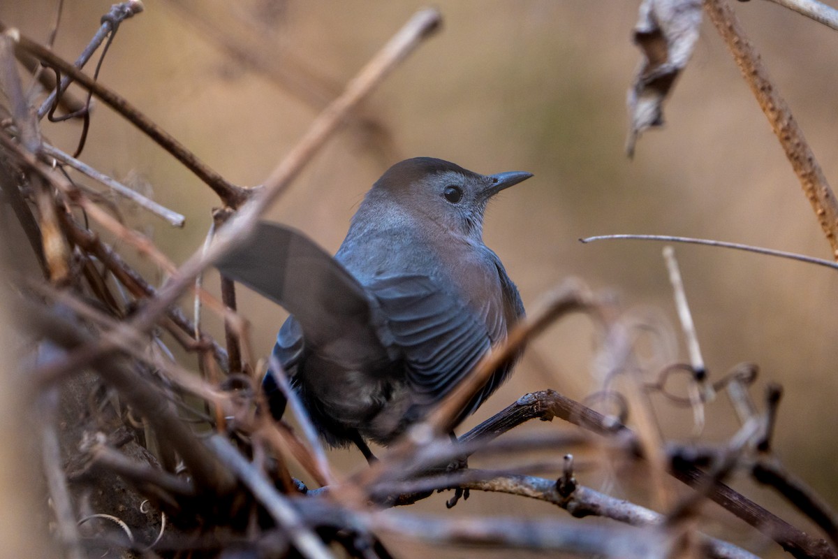 Gray Catbird - ML525106531