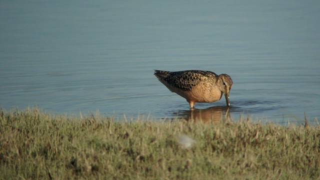 Long-billed Dowitcher - ML525106721