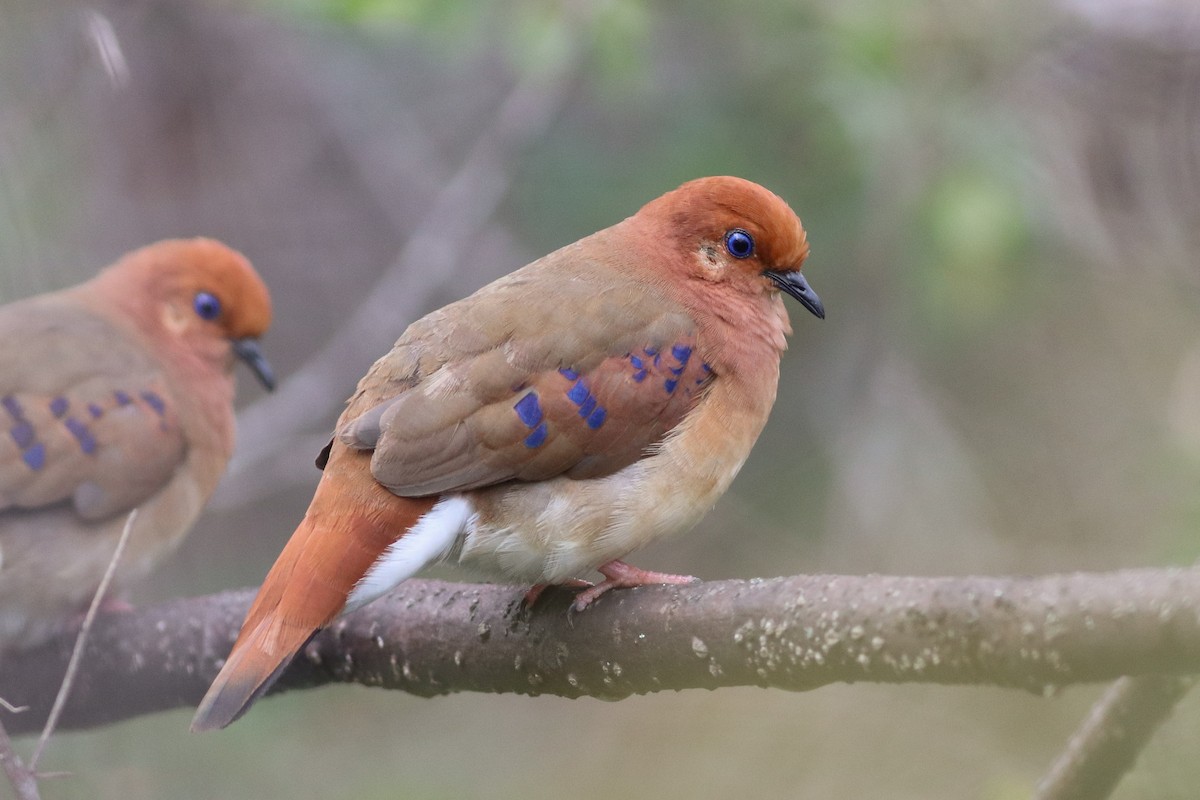 Blue-eyed Ground Dove - Luiz Alberto dos Santos