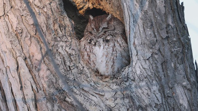 Eastern Screech-Owl - ML525107051