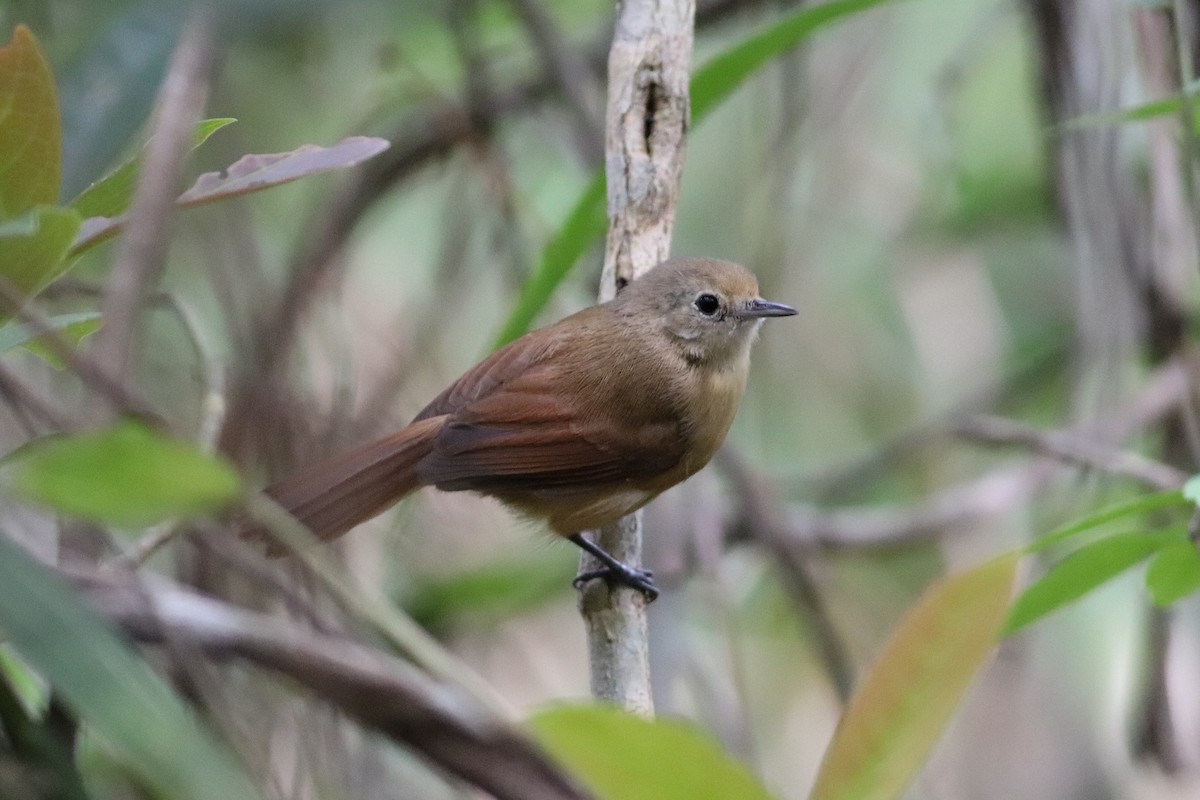 Narrow-billed Antwren - Luiz Alberto dos Santos