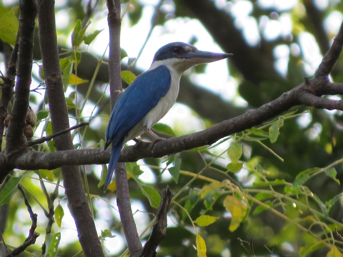 Collared Kingfisher - ML52510781