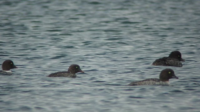 Barrow's Goldeneye - ML525108511