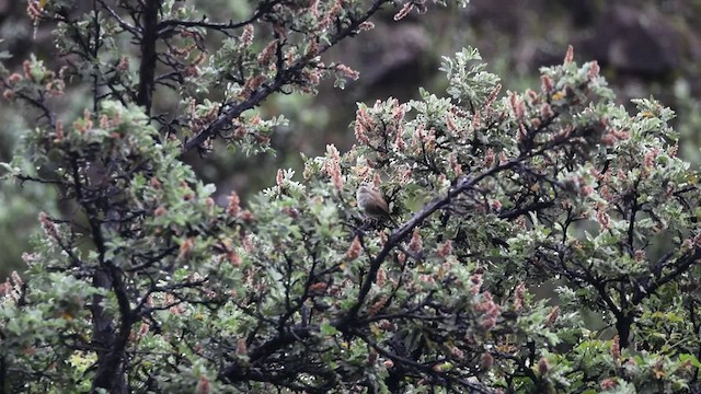 Barrattbuschsänger - ML525108581