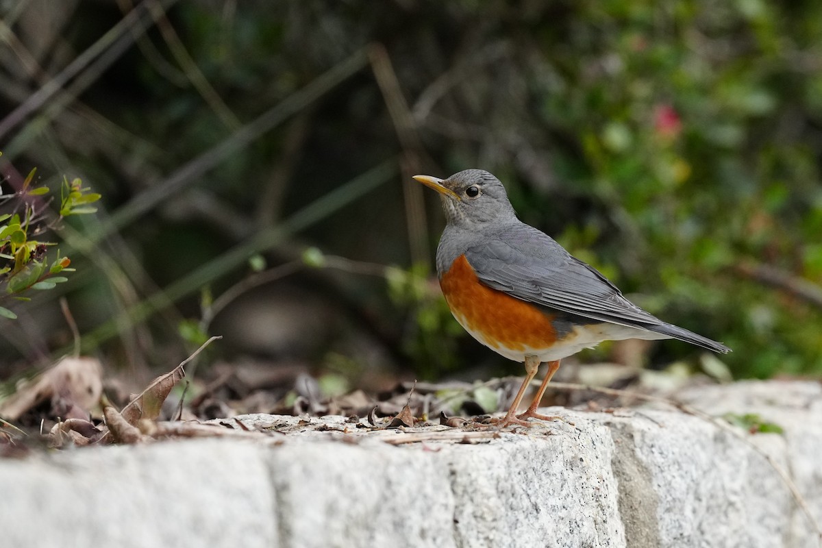 Gray-backed Thrush - ML525108771