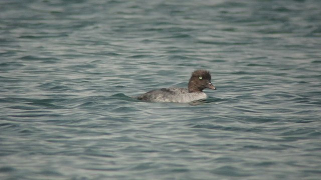 Barrow's Goldeneye - ML525109721