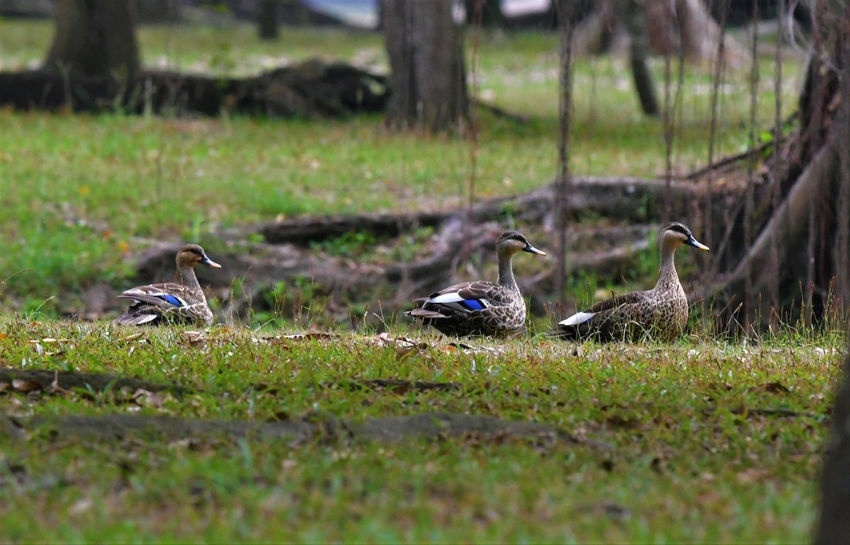 Indian Spot-billed Duck - Prasit Wongprom