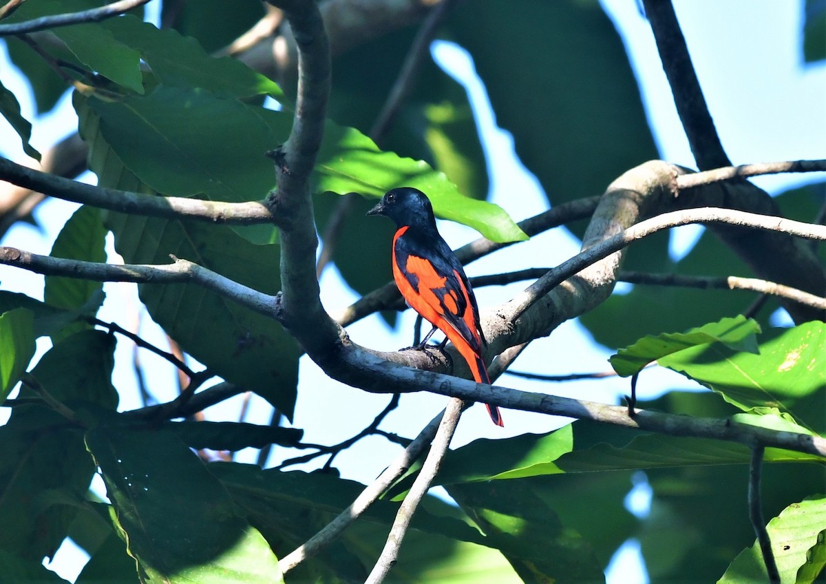 赤紅山椒鳥 - ML525110241