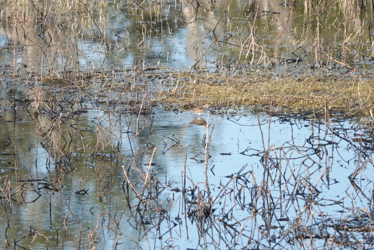 Least Sandpiper - ML525110271