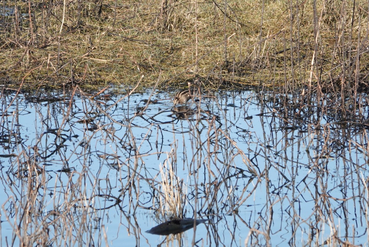 Wilson's Snipe - ML525110531