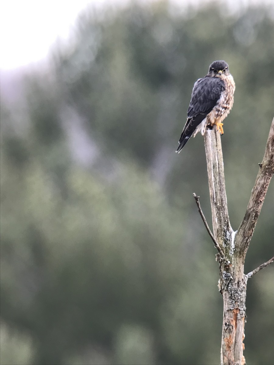 Merlin - ML525110661