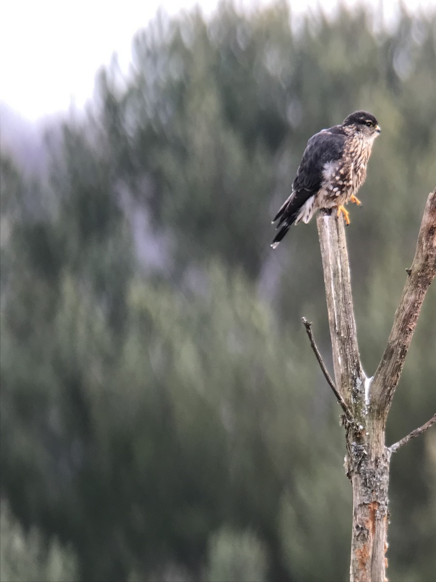 Merlin - ML525110811