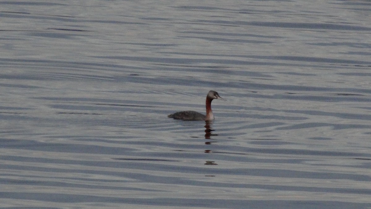 Great Grebe - ML525110821