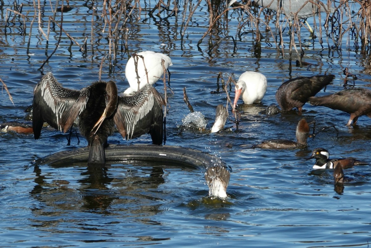 anhinga americká - ML525110901