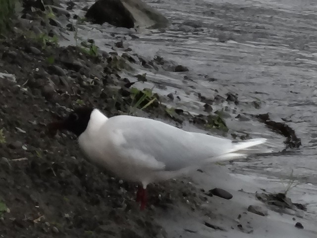 Brown-hooded Gull - ML525110911