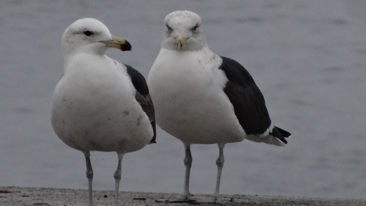 Kelp Gull - ML525110921