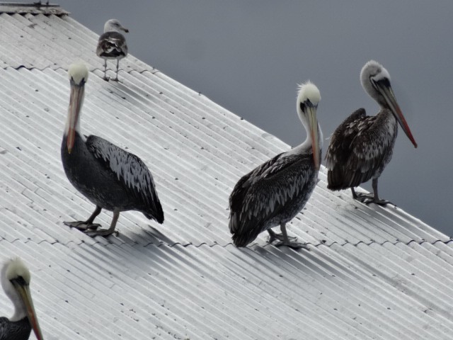 Peruvian Pelican - ML525110981