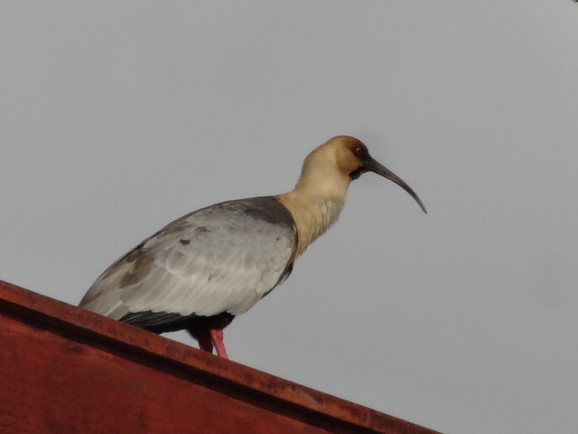 Black-faced Ibis - ML525111011