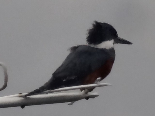 Ringed Kingfisher - ML525111051