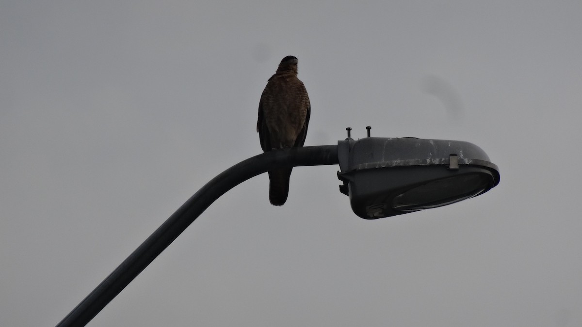 Chimango Caracara - ML525111061