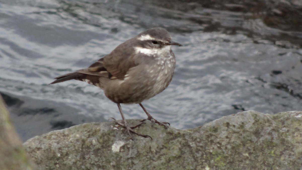 Dark-bellied Cinclodes - ML525111071