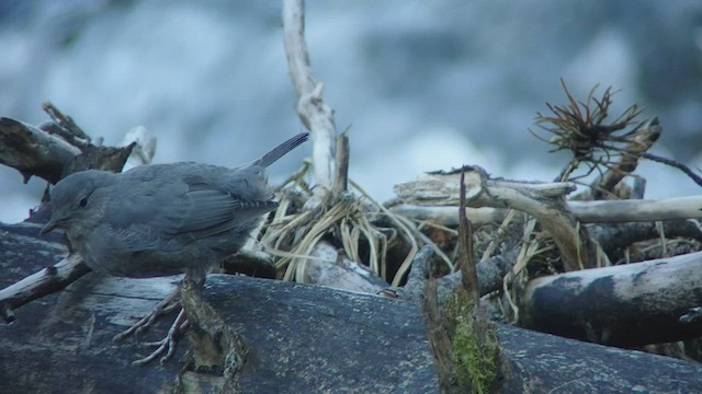 American Dipper - ML525111261