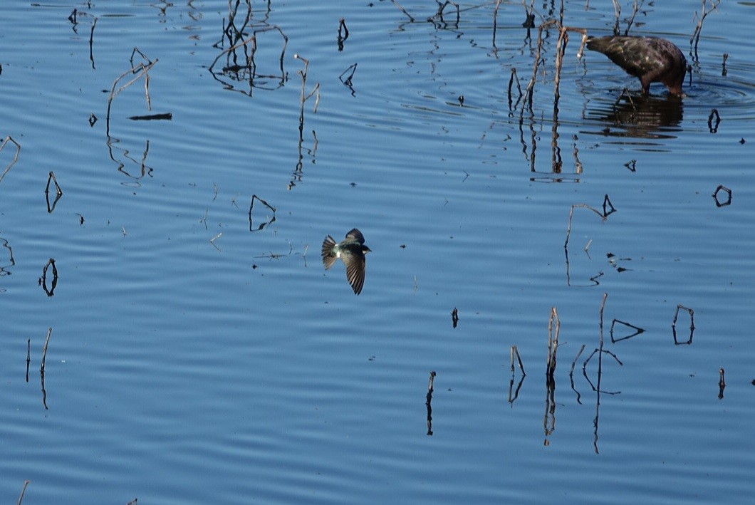 Tree Swallow - ML525111361