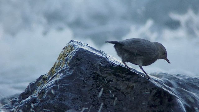 American Dipper - ML525111481