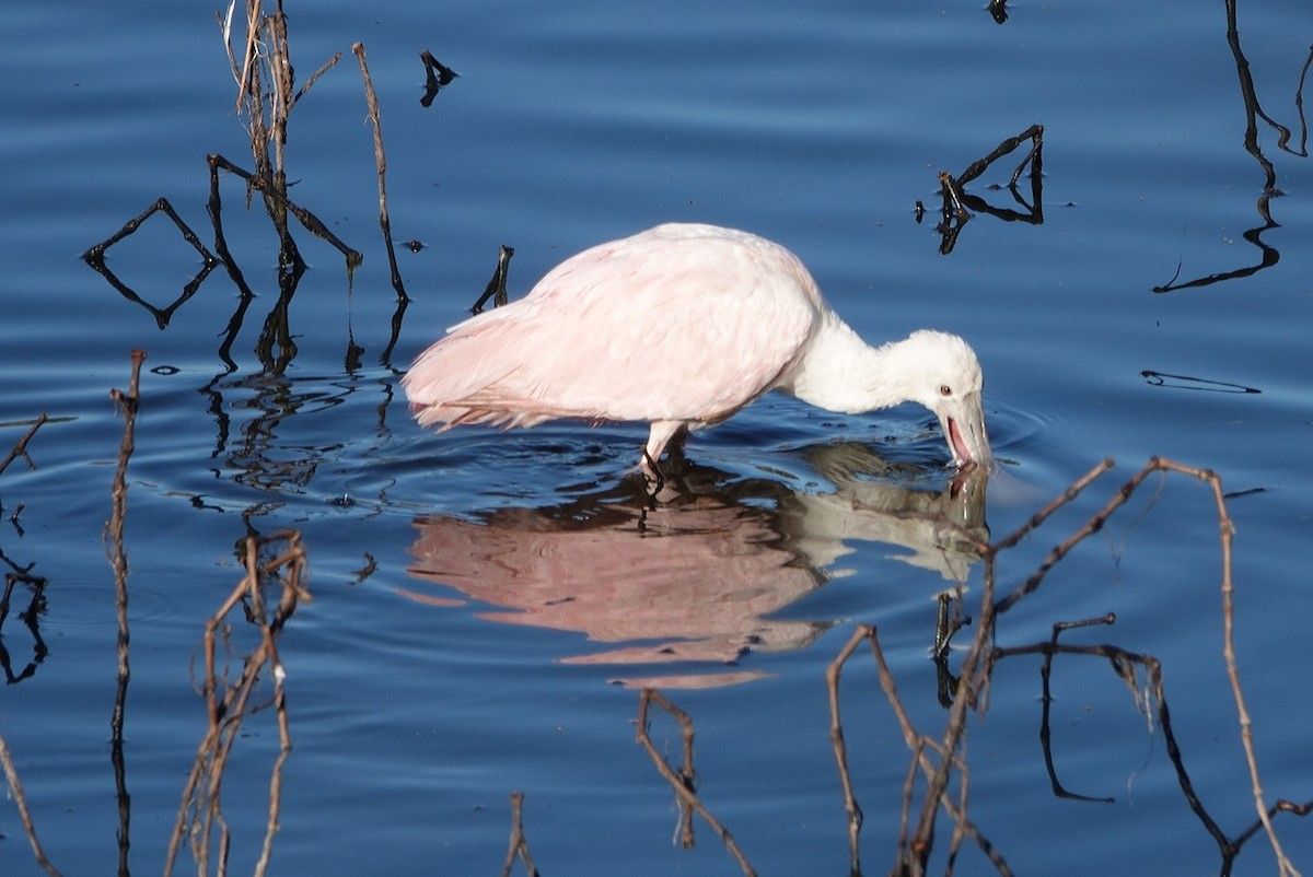 Roseate Spoonbill - deborah grimes