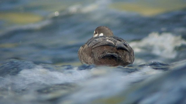 Harlequin Duck - ML525111861