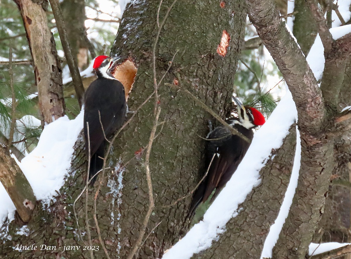 Pileated Woodpecker - ML525112671