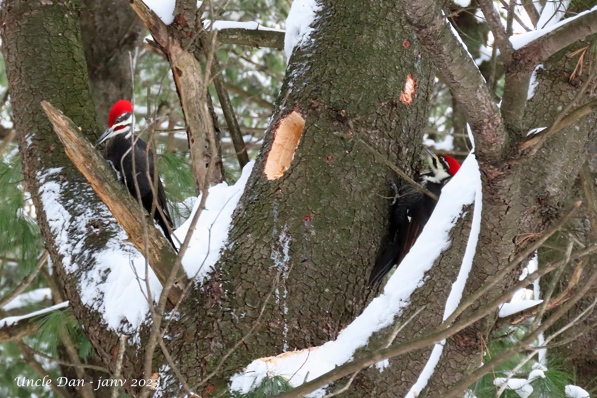 Pileated Woodpecker - ML525112681