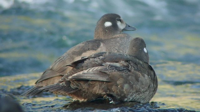 Хотгуужин чөрх - ML525112711