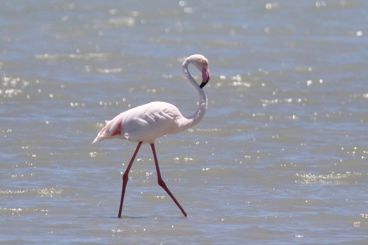 Greater Flamingo - ML525113951