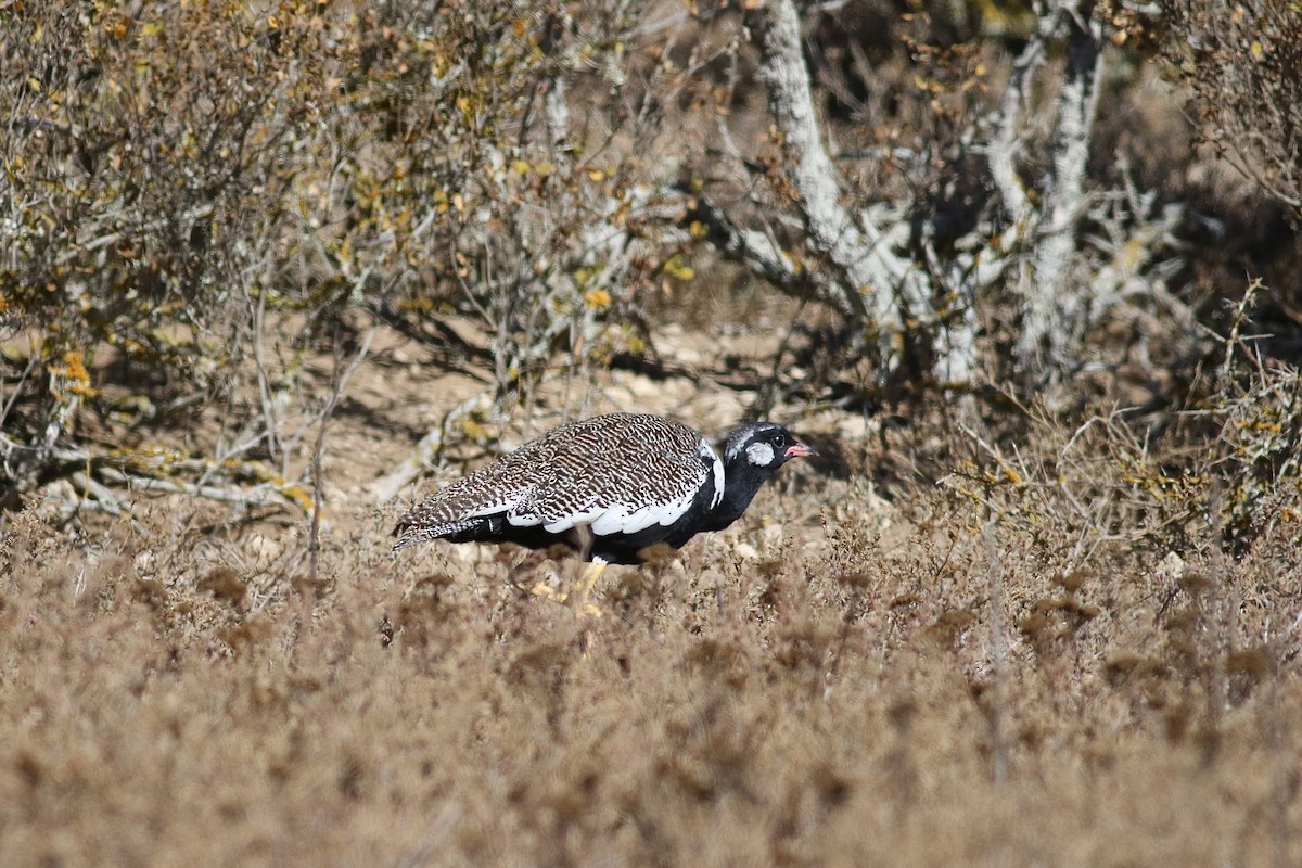 Black Bustard - ML525114011