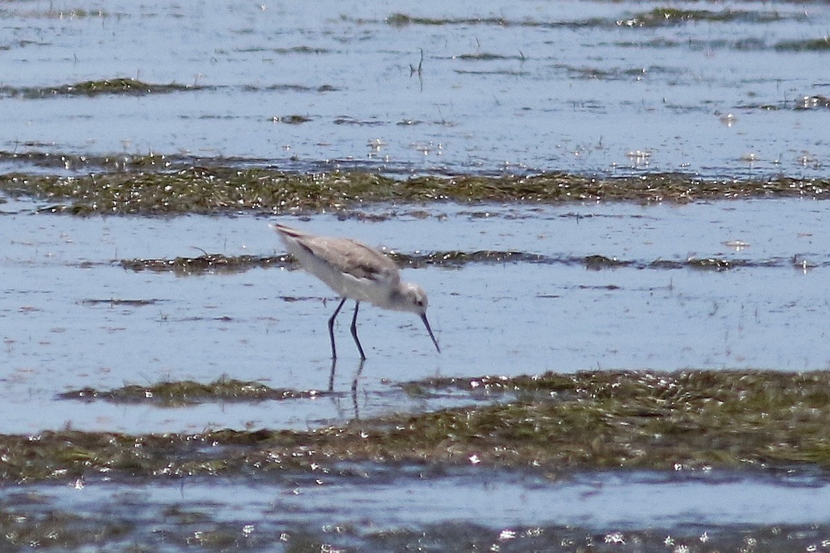 Marsh Sandpiper - ML525114221